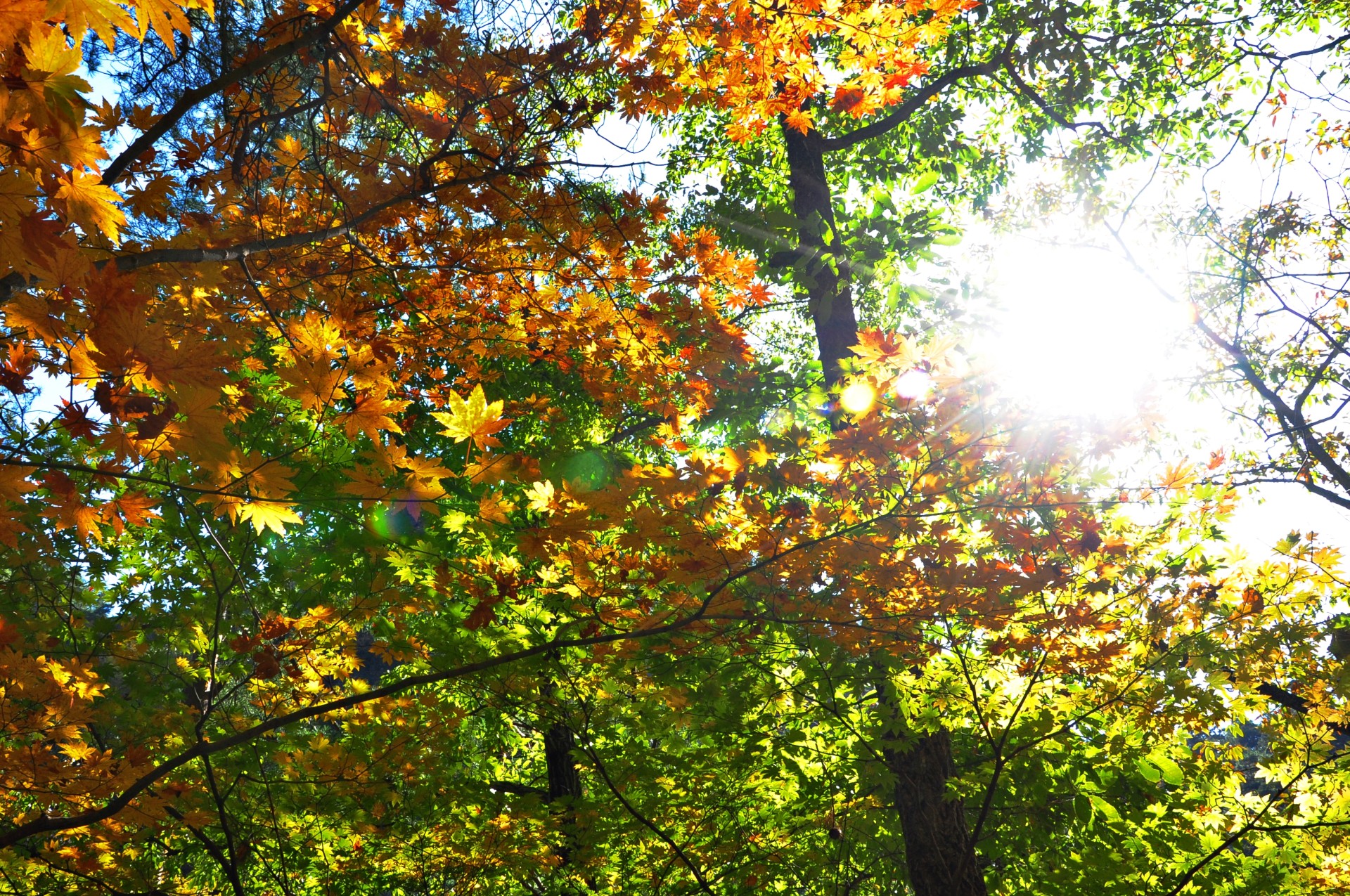 9eb1652056fa080fd81d293254c20fb2_1742782726_9138.JPG